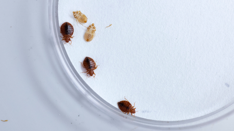 A female bed bug (top left) and two male bed bugs, next to some shed bed bug skin.